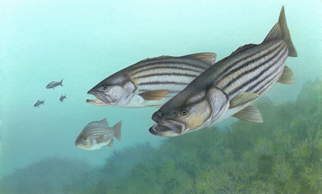 CONOCE LOS PECES DEL FLUVIARIUM